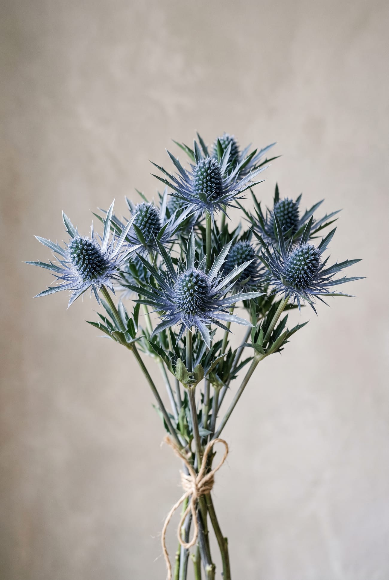 Eryngium