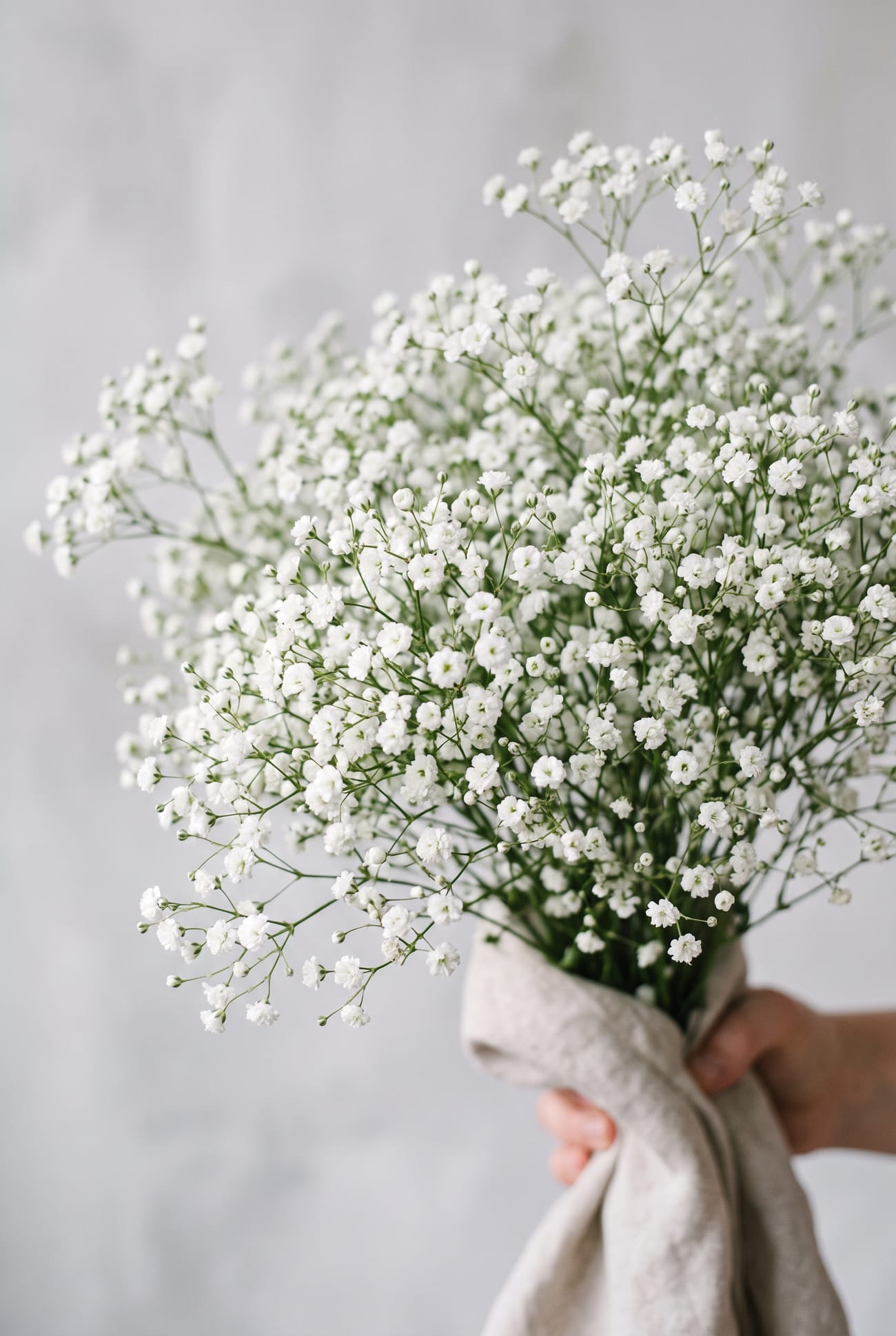 Gypsophila