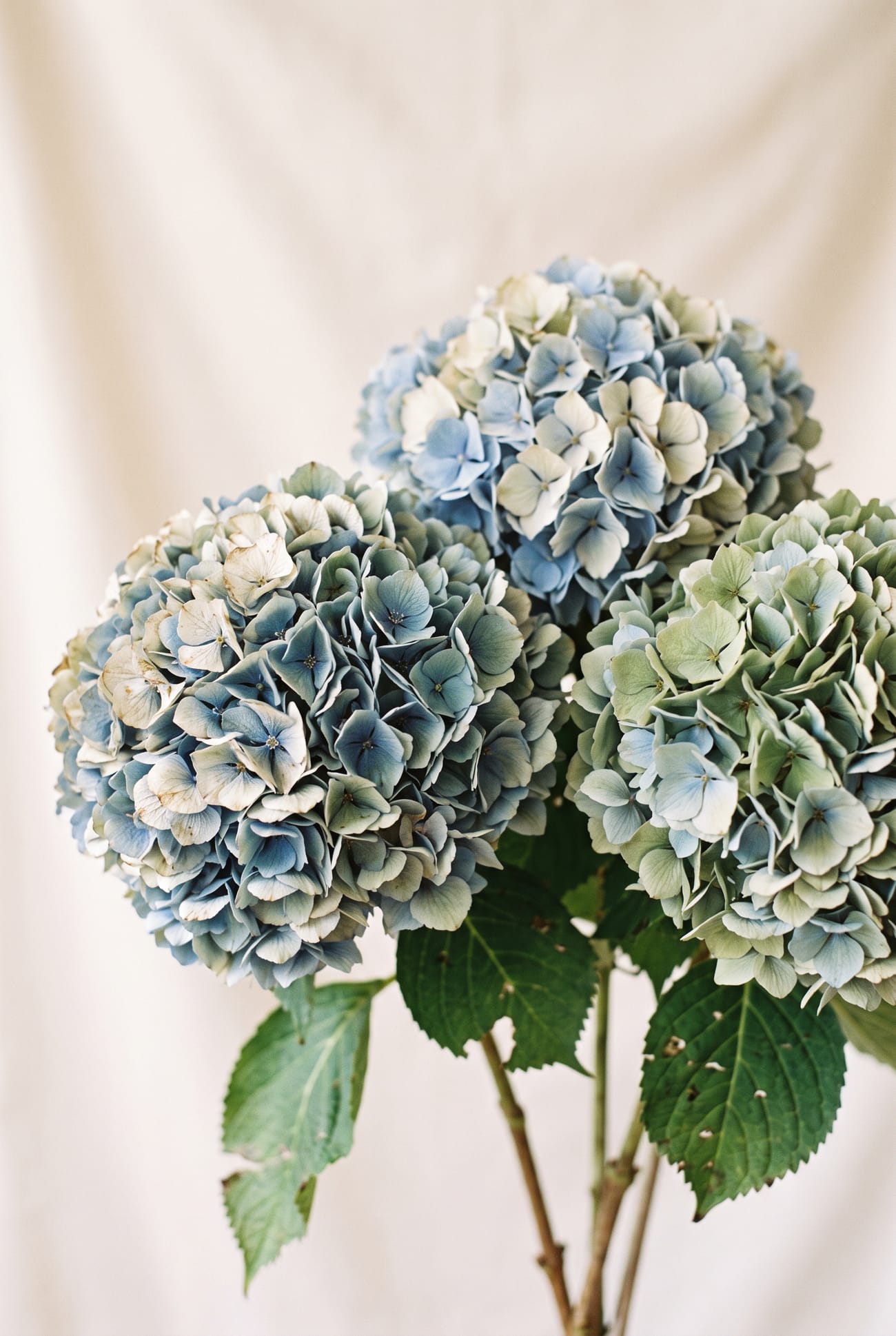 Hydrangeas