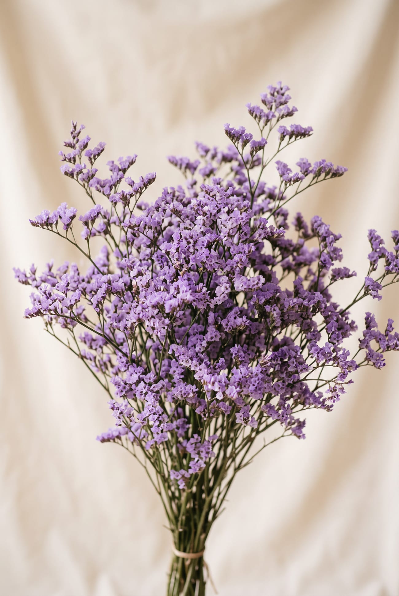 Limonium grown by JASM Flowers in Kenya