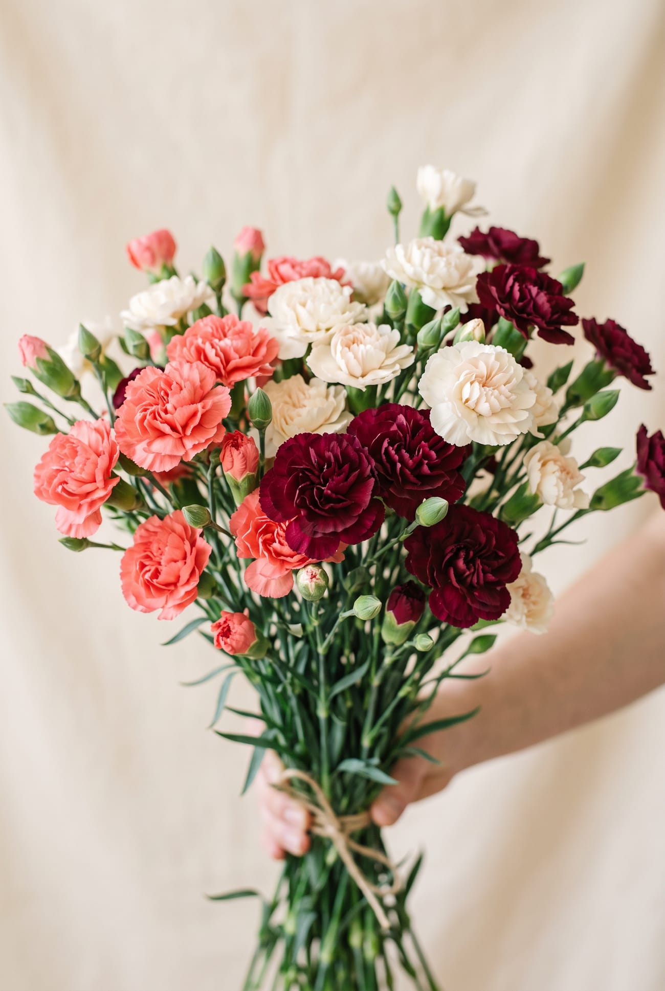 Spray Carnations