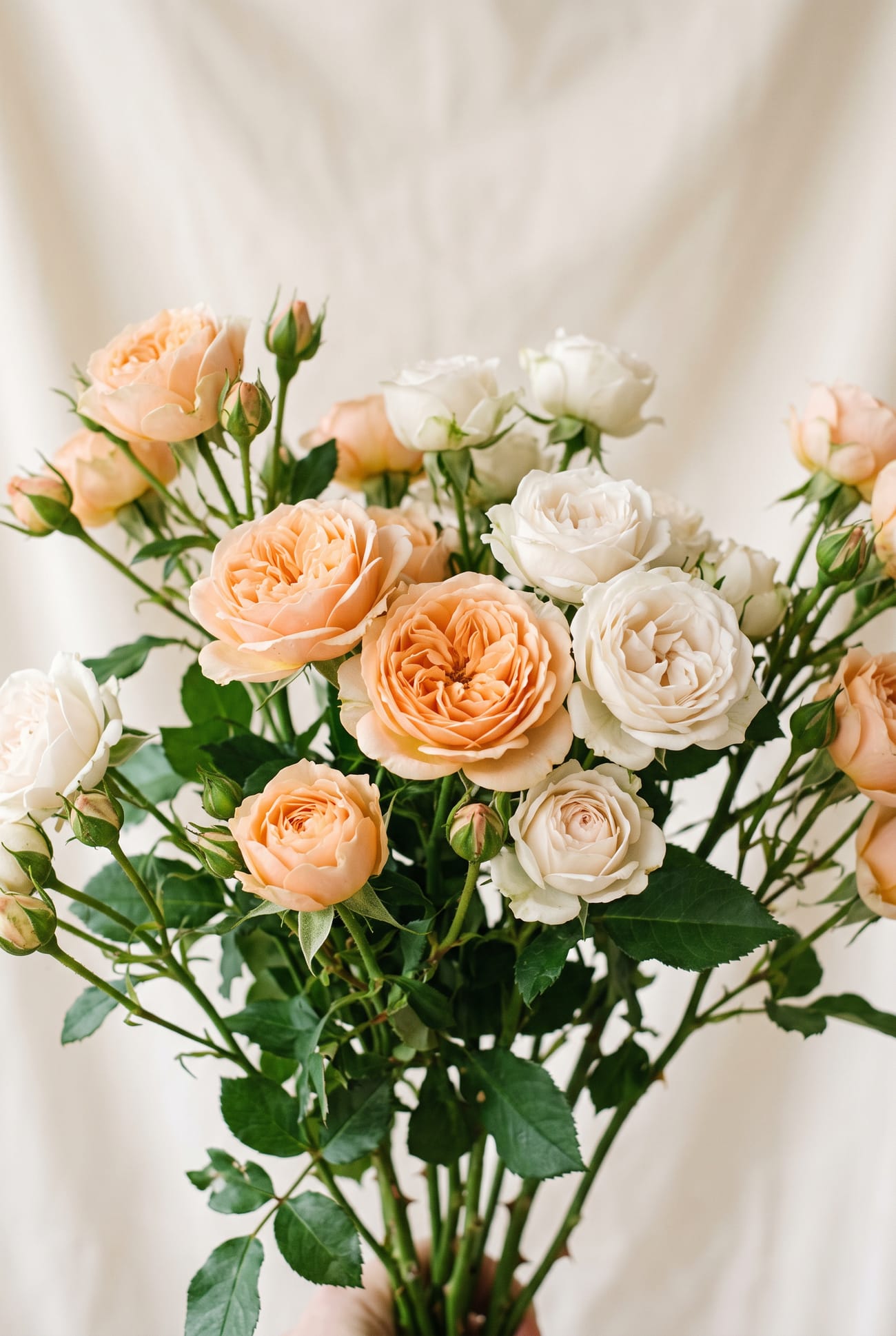 Spray Garden Roses